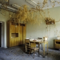 Dead Domestic plants, 2003, Ville Lenkkeri