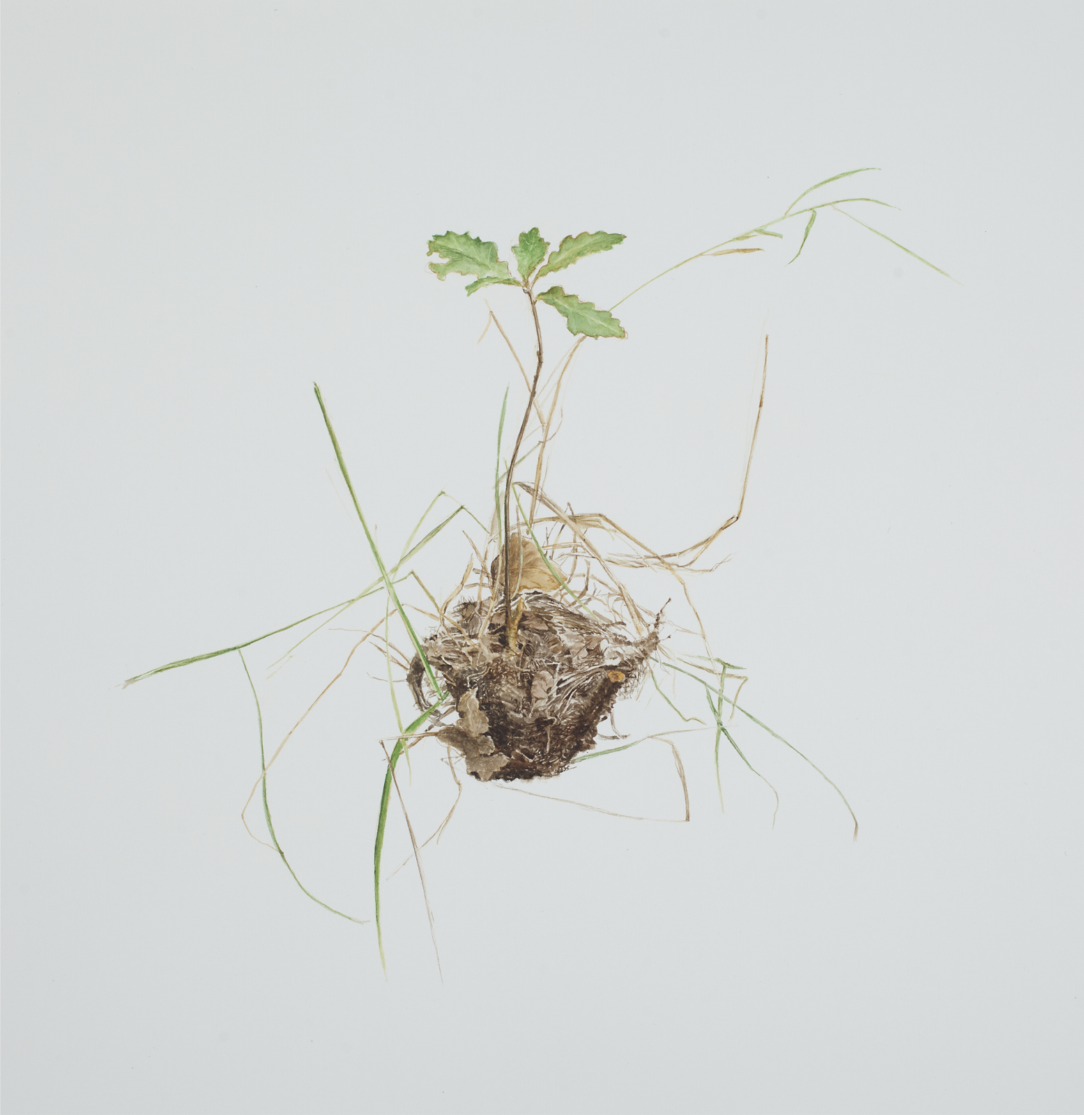 Thorbjørn Sørensen,"Oak and grass on soil ", 2013, water color on paper,  25 x 22 cm 